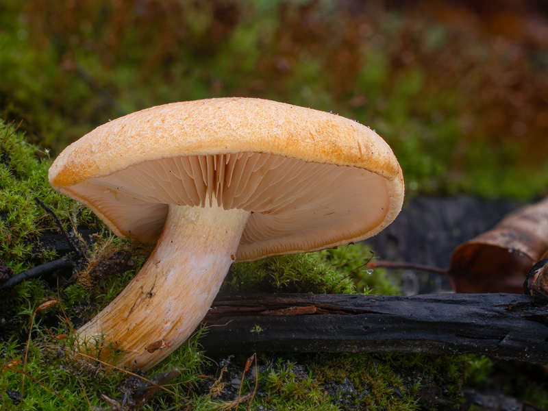 Gymnopilus stabilis